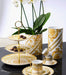 Medusa Rhapsody Cup & Saucer Tall - Roomours UAE