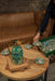 Amazonia Green Tea Party Pack - 14 Pieces - Roomours UAE
